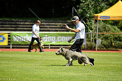 Hasenhirsch Gustl