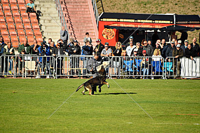 Havanero vom Leipheimer Moor