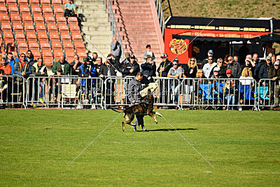 Havanero vom Leipheimer Moor