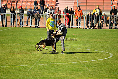 Havanero vom Leipheimer Moor
