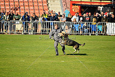 Havanero vom Leipheimer Moor