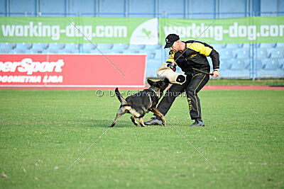 Hayco vom Haus Westland