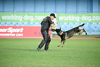 Hayco vom Haus Westland