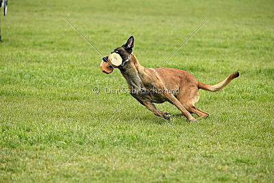 Hector vom Roten Sturm