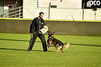 Herkules vom Wällerhorst