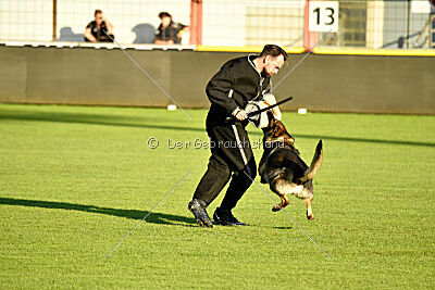 Herkules vom Wällerhorst