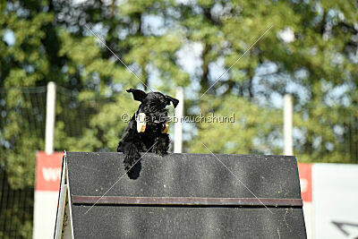 Hermann von der Schönburg