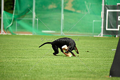 Hermanus of the Two Roses