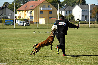 High Drives Carlo