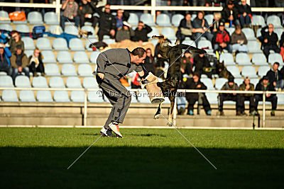 Hilde vom Spektefeld