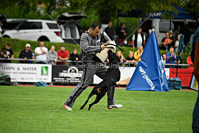 Hobbit vom Tanneneck