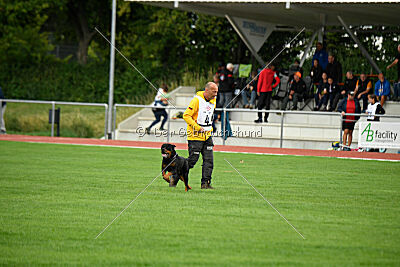 Hobbit vom Tanneneck