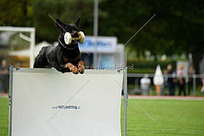 Hobbit vom Tanneneck