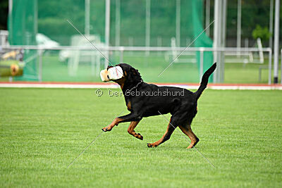 Hobbit vom Tanneneck