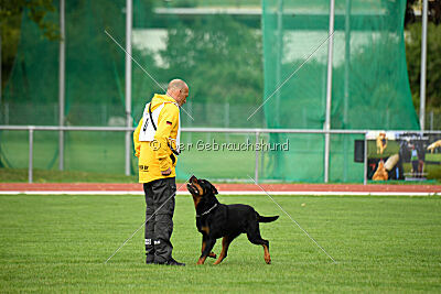 Hobbit vom Tanneneck