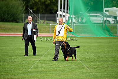 Hobbit vom Tanneneck