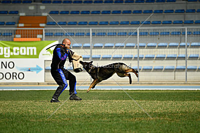 Hohenburg Apocalypse