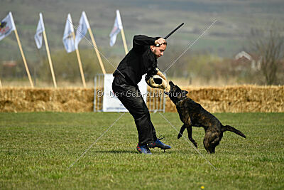 Holland Vayen van Le Dobry