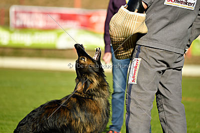 HotShot vom Hessenstein