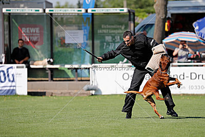 Hunter vom Hollermorgen