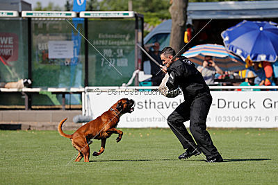 Hunter vom Hollermorgen