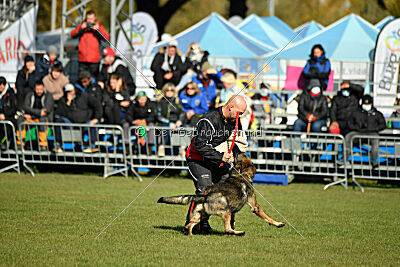 Hunter zu den grauen Birken