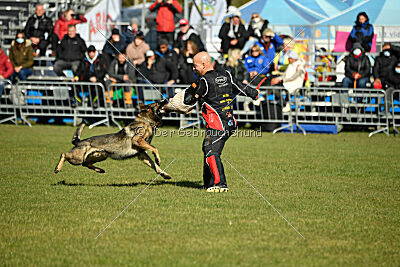 Hunter zu den grauen Birken