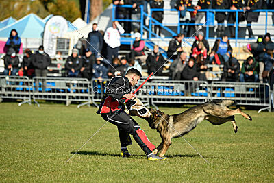 Hunter zu den grauen Birken