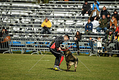 Hunter zu den grauen Birken