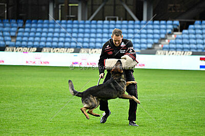 Iannys z Lomeckeho polesi