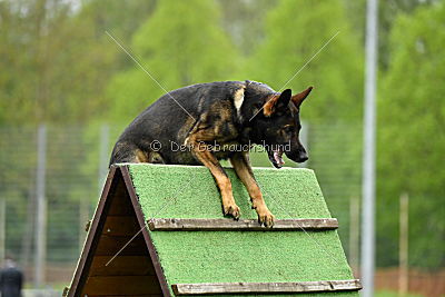 Iceman von der Schiffslache