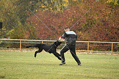 Ichigo vom Schwarzen Humor