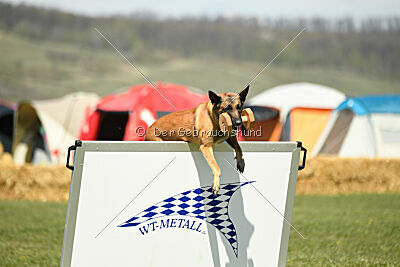 Indy vom Causa Nostre Letitia
