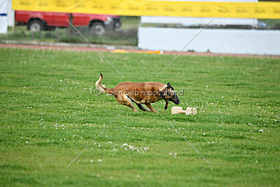 Indy vom Causa Nostre Letitia