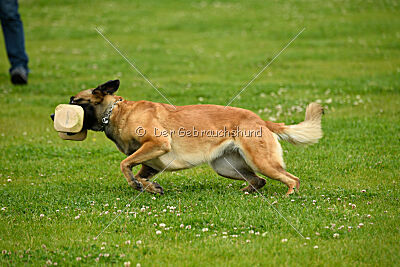 Indy vom Causa Nostre Letitia