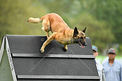 Indy vom Causa Nostre Letitia