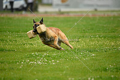 Indy vom Causa Nostre Letitia