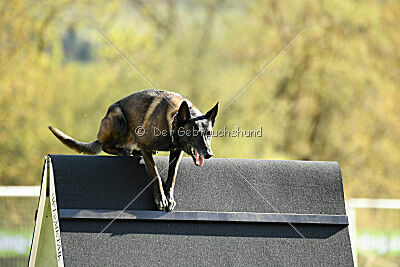 Intox du Banc des Hermelles