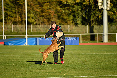 Inuk des Cros de Merlin