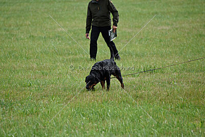 Ipet von den Wichtelhäusern