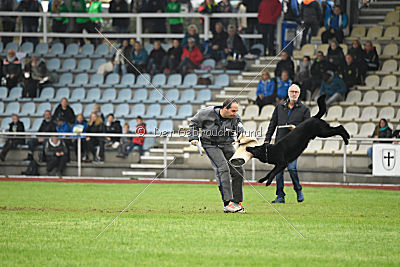 Irak vom schwarzen Bär