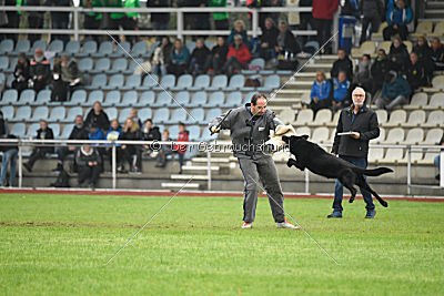 Irak vom schwarzen Bär