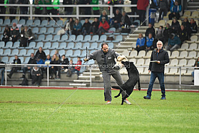 Irak vom schwarzen Bär