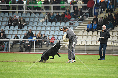 Irak vom schwarzen Bär