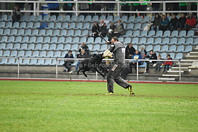 Irak vom schwarzen Bär