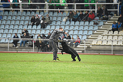 Irak vom schwarzen Bär