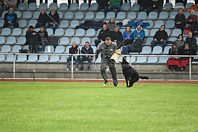 Irak vom schwarzen Bär