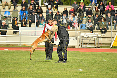 Irokk vom Streitwald