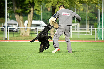 Isko vom Seddiner See