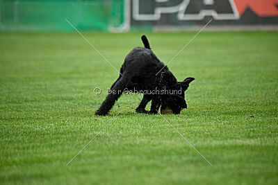 Isko vom Seddiner See